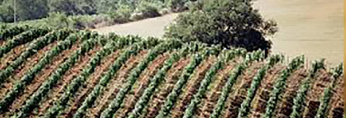 Poggio al Lupo estate website image