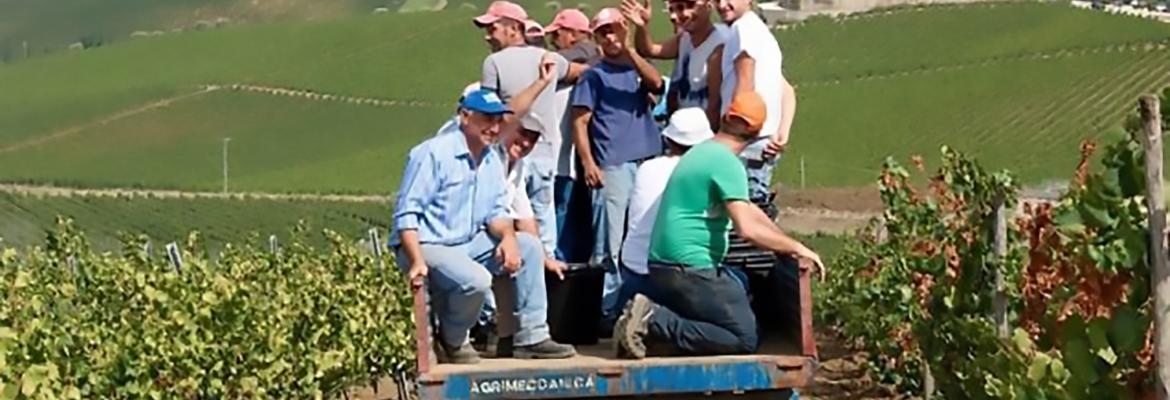 rapitala estate website image