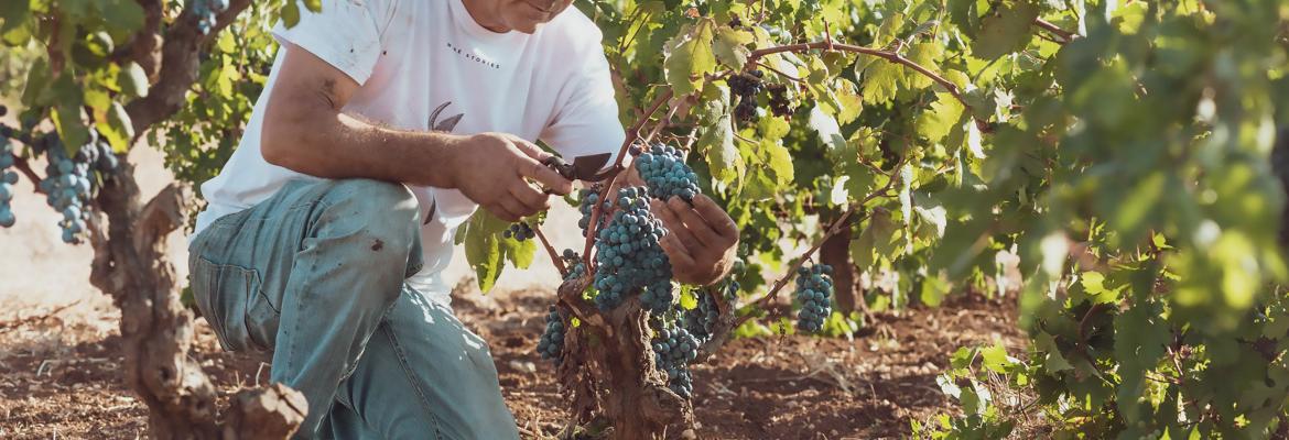 schola sarmenti website image 2