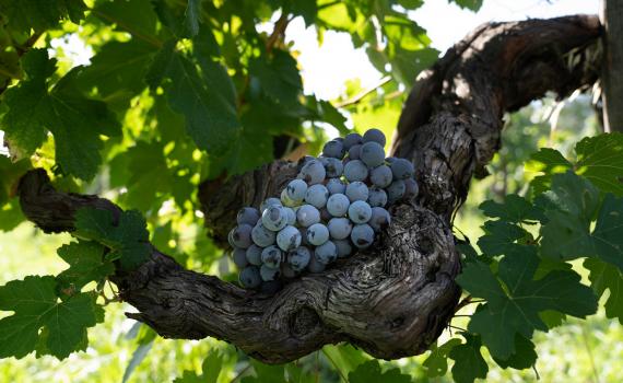 animaetnea estate website image 2